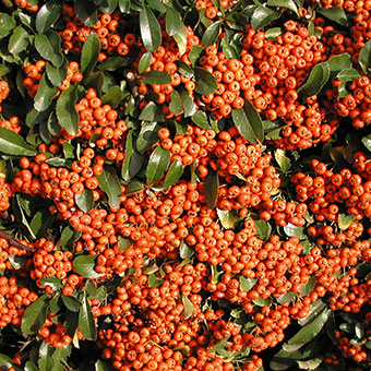 Pyracantha SAPHYR® Orange 'Cadange'