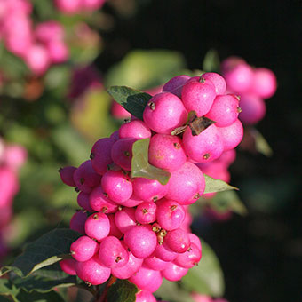 Symphoricarpos x doorenbosii MAGICAL® Temptation 'Kolmatemta'