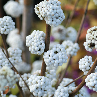 Callicarpa bodinieri MAGICAL® Snowstar 'KOLMSNOSTAR'