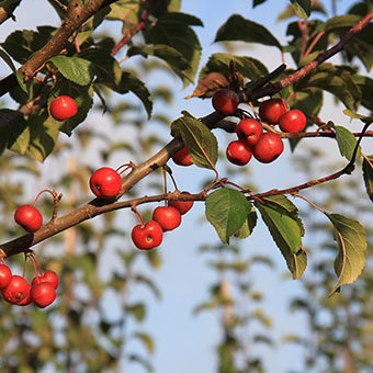 Malus PERPETU® 'Evereste'