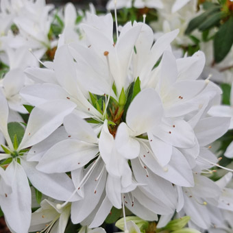 Azalea x STEREN® White 'KOWHITE'