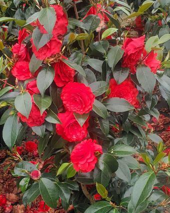 Camellia 'Stromboli' photo arbuste