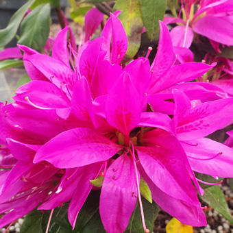Azalea x STEREN® Purple 'KOPUR'