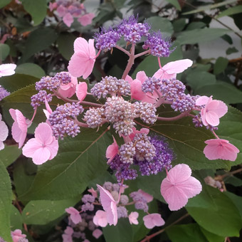 Hydrangea Hydream Chocolate gros plan fleurs