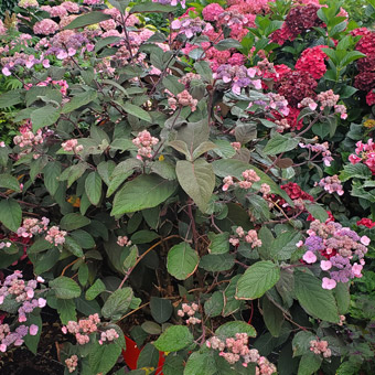 Hydrangea aspera Hydream Chocolate photo massif