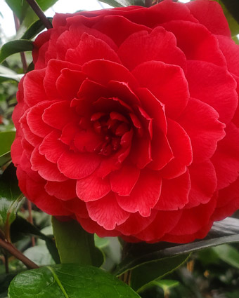 Camellia 'stromboli' photo zoom fleur