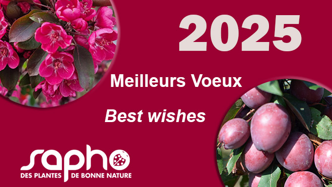 Meilleurs Voeux 2025 de la part de SAPHO