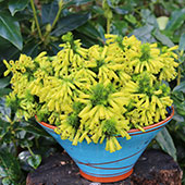 Nandina domestica MAGICAL® Lemon-Lime 'Lemlim'
