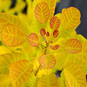 Cotinus coggygria GOLDEN LADY® 'MINCOJAU3'