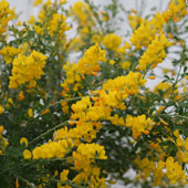 Cytisus racemosus PHEBUS® 'GENI138'