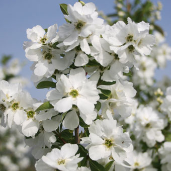 Exochorda racemosa MAGICAL® SPRINGTIME 'Kolmasprit'