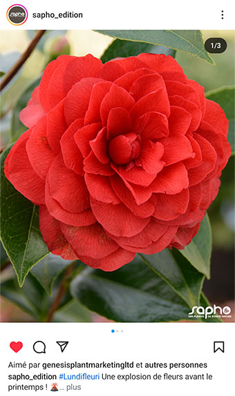 Publication instagram Sapho : Camellia 'Stromboli' annonce le printemps !
