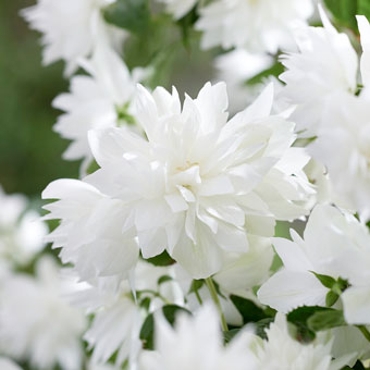 Philadelphus Pearls of Perfume 'G15097'