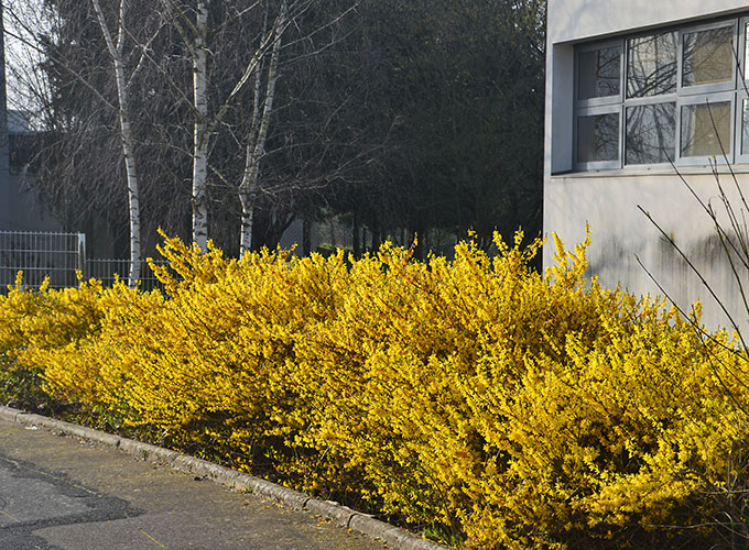 Forsythia MARÉE D'OR® 'Courtasol'