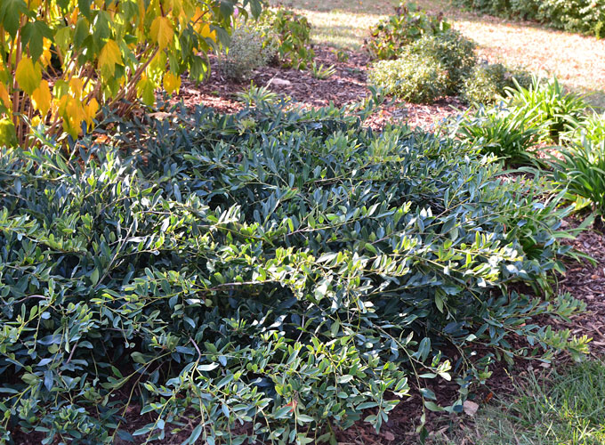 Distylium BLUE CASCADE 'PIIDISTII'