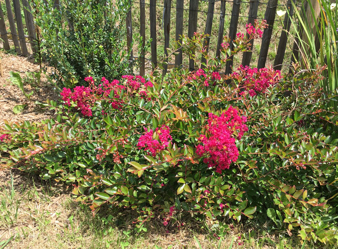 Lagerstroemia indica MIMIE® Fuchsia 'DABLAGE01'