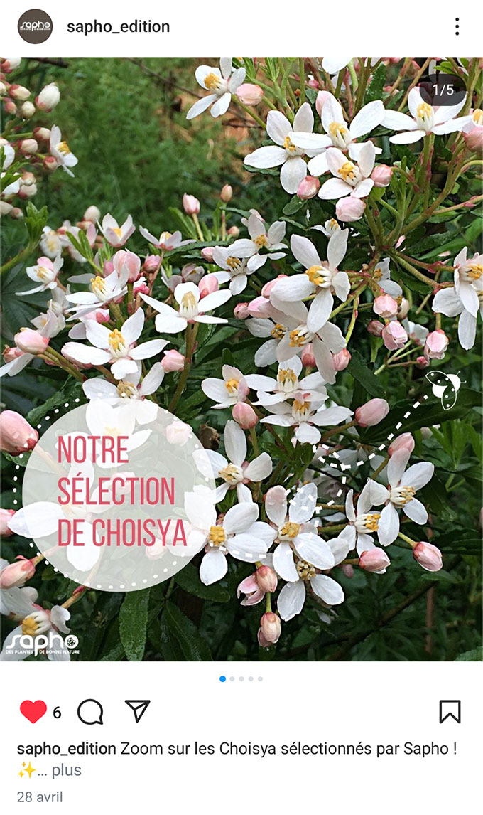 Publication instagram Sapho : Notre sélection de Choisya !