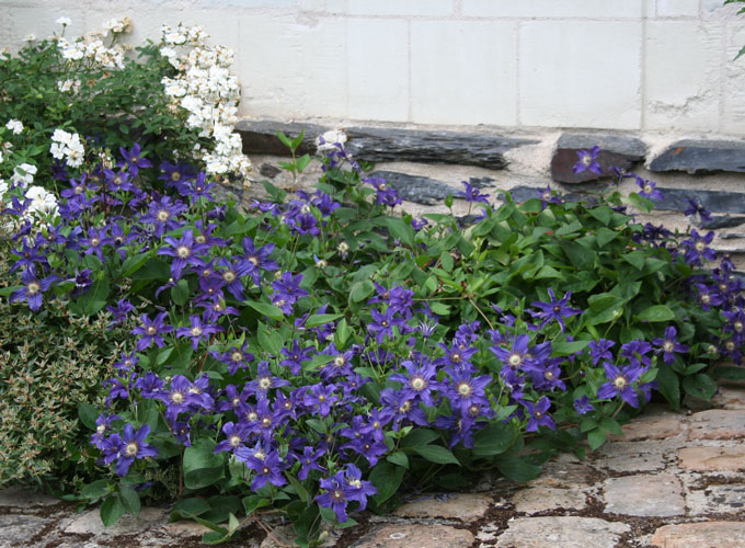 Clematis SAPHYRA® Indigo 'Cleminov 51'