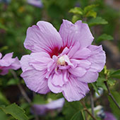 Hibiscus syriacus LAVENDER CHIFFON 'Notwoodone'