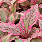 Cornus alba Miracle 'VERPAALEN2'