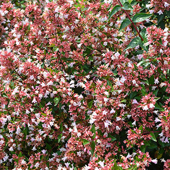 Abelia 'Raspberry Profusion'