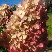 Hydrangea paniculata MAGICAL® Mount Fuji 'Bokomanfu'