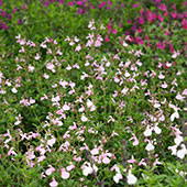 Salvia x jamensis MAGICAL® Orinoco 'Kolmaori'